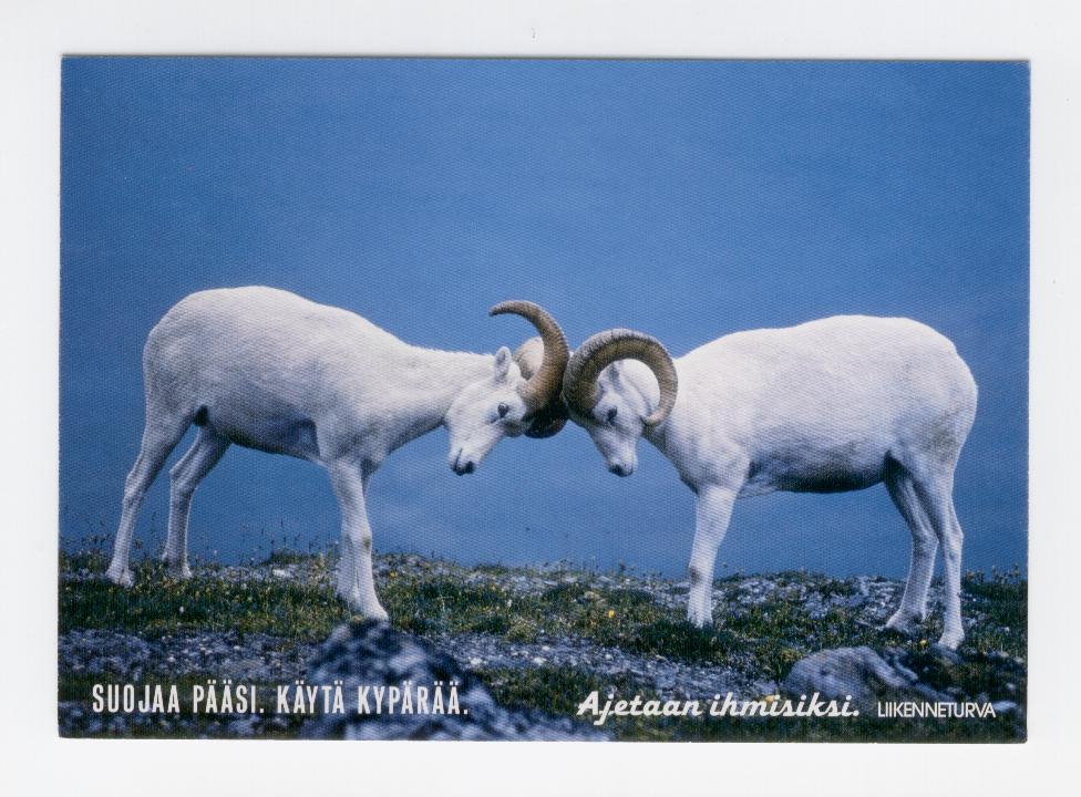 19572 - Cartolina nuova: mufloni