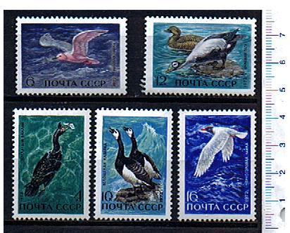43814 - RUSSIA	1972-Yvert 3802-06  Uccelli acquatici e marini  - 5 valori serie completa NUOVA