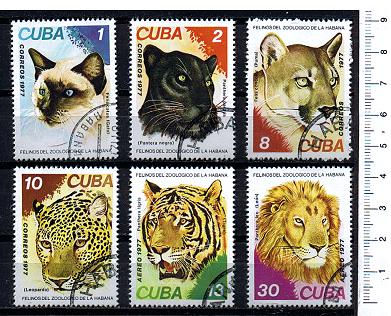 45669 - CUBA 1977-3745 -  *	Animali Felini soggetti diversi - 6 valori serie completa timbrata