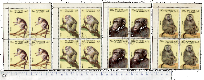 46167 - FUJEIRA, S-055	* 	Scimmie diverse - seriette di 4 valori timbrati in Quartina