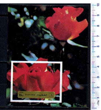 47956 - FUJEIRA, Anno 1972-M1257F * 	Rose diverse  - Foglietto non dentellato completo nuovo