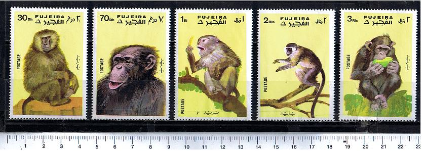 48345 - FUJEIRA, Anno 1971-728-32 *	Scimmie razze diverse - 5 valori serie completa nuova senza colla