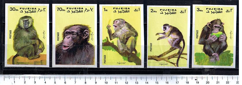 48348 - FUJEIRA, Anno 1971-728-32 *	Scimmie razze diverse - 5 valori non dentellati serie completa nuova senza colla