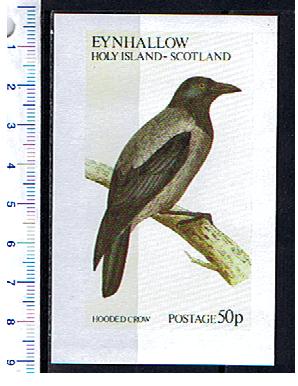 50388 - EYNHALLOW (Scotland), Anno 1973-113F * Uccelli: hooded crow - Foglietto completo nuovo