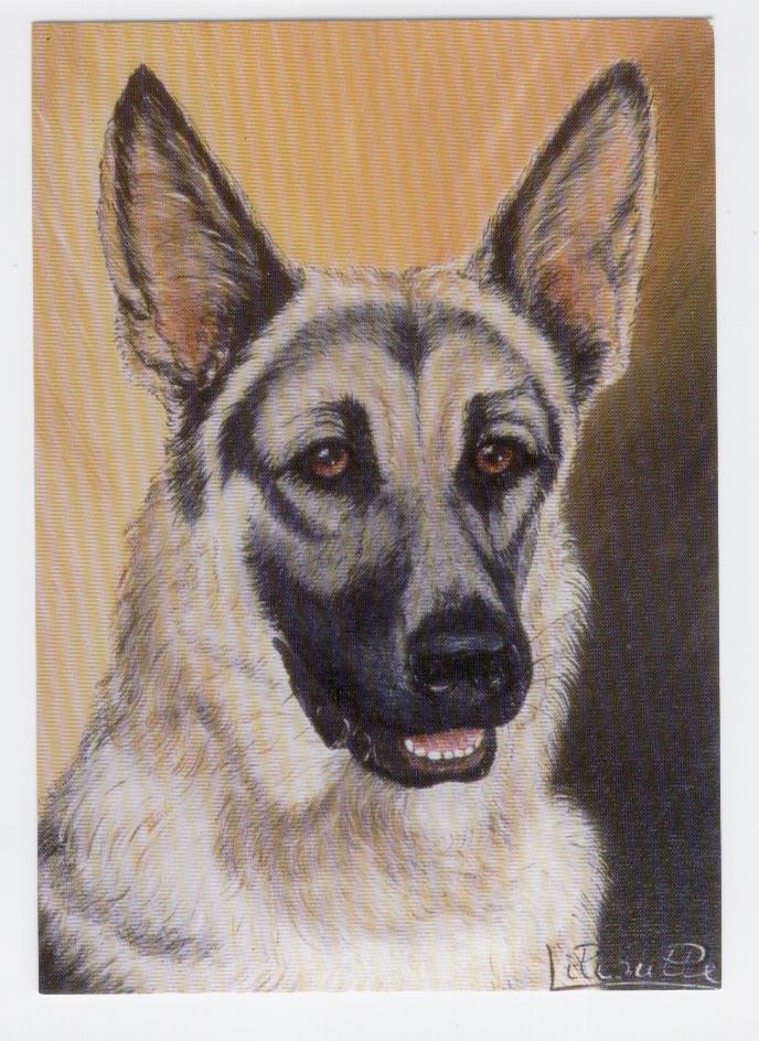 19592 - Cartolina nuova: Cane lupo