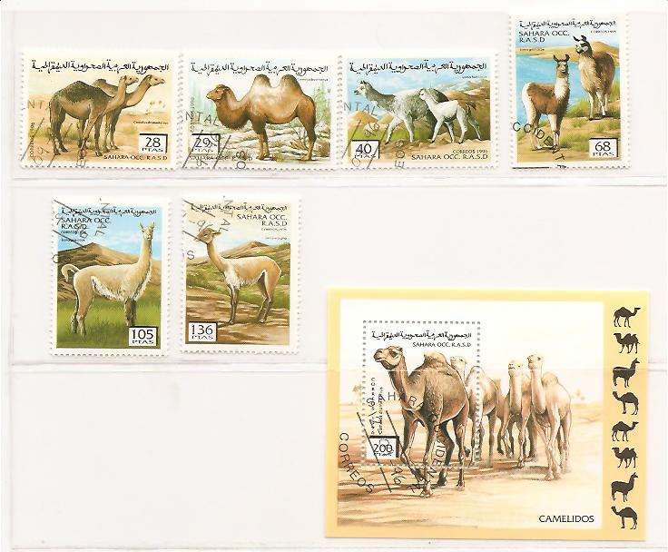 21554 - Sahara - serie completa usata + foglietto: Camelidi