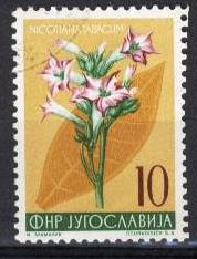 22408 - Jugoslavia 10 - Nicotiana Tabacum