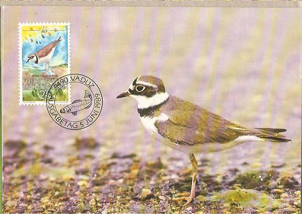 34437 - Liechtenstein: Cartolina maximum: Fauna protetta dal WWF - Charadrius Dubius - 1989